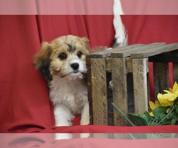 Medium Photo #2 Cavachon Puppy For Sale in ELDORADO, OH, USA