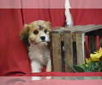 Small #1 Cavachon