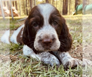 English Springer Spaniel Puppy for sale in EDGEFIELD, SC, USA