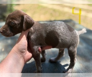 German Shorthaired Pointer Puppy for sale in BONIFAY, FL, USA