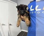 Puppy 4 German Shepherd Dog