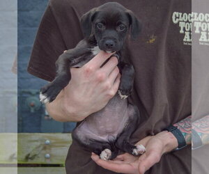 Sandy - Female Border Collie-Unknown Mix Dog for Adoption - Photo #3