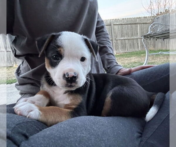 Medium Photo #3 Australian Shepherd-Unknown Mix Puppy For Sale in OKLAHOMA CITY, OK, USA