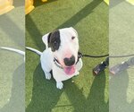 Small Photo #14 Bull Terrier-Unknown Mix Puppy For Sale in phoenix, AZ, USA