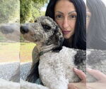 Small #1 Poodle (Standard) Mix