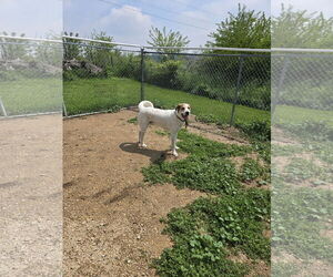 Mutt Dogs for adoption in Maquoketa, IA, USA