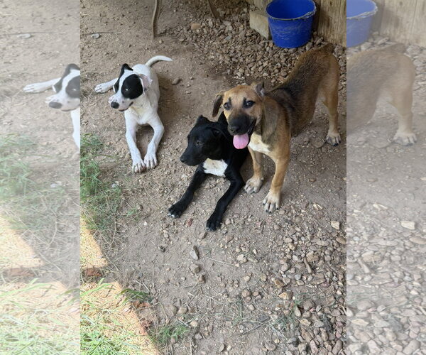 Medium Photo #3 Black Mouth Cur-Unknown Mix Puppy For Sale in Jackson, MS, USA