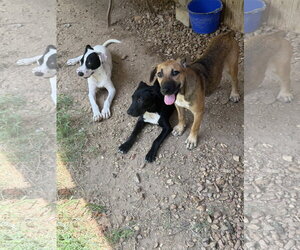 Bambi - Female Black Mouth Cur-Unknown Mix Dog for Adoption - Photo #3