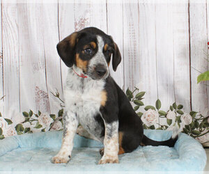Australian Cattle Dog-Bluetick Coonhound Mix Puppy for sale in PENNS CREEK, PA, USA