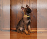Small Photo #2 German Shepherd Dog Puppy For Sale in MOUNTAIN CITY, TN, USA