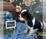 Small #2 Cavalier King Charles Spaniel