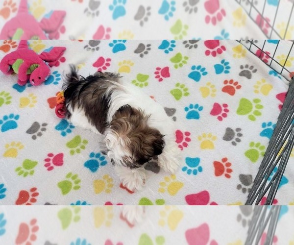 Medium Photo #2 Shih Tzu Puppy For Sale in ORO VALLEY, AZ, USA