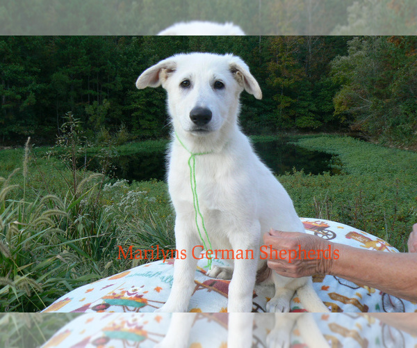 Medium Photo #2 German Shepherd Dog Puppy For Sale in PIEDMONT, MO, USA