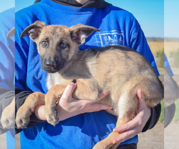 Medium Photo #2 German Shepherd Dog-Unknown Mix Puppy For Sale in Huntley, IL, USA
