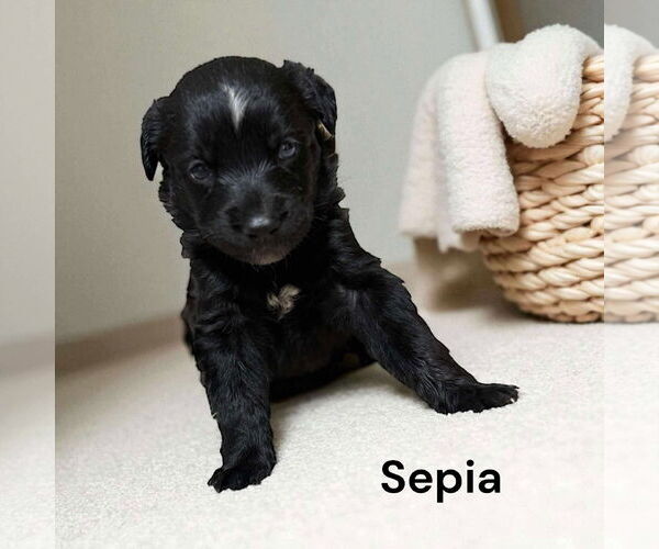 Medium Photo #2 Borador Puppy For Sale in GILBERTS, IL, USA