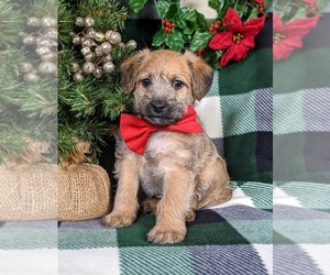 Goldendoodle-Jack Russell Terrier Mix Puppy for sale in NOTTINGHAM, PA, USA