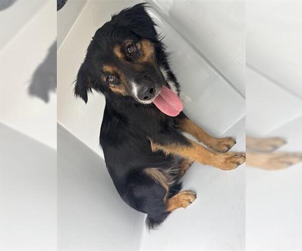 Medium Photo #1 Australian Shepherd-Unknown Mix Puppy For Sale in Houston, TX, USA