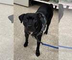 Small #12 American Staffordshire Terrier Mix