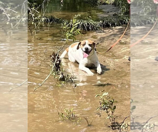 Medium Photo #2 Mutt Puppy For Sale in Hinton, WV, USA