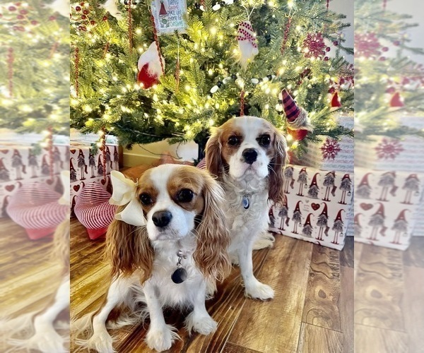 Full screen Photo #1 Cavalier King Charles Spaniel Puppy For Sale in ESTACADA, OR, USA
