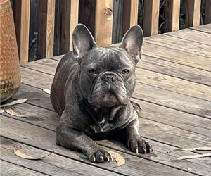 Father of the French Bulldog puppies born on 03/21/2025