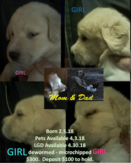 Anatolian Shepherd-Great Pyrenees Mix Puppy for sale in FRED, TX, USA