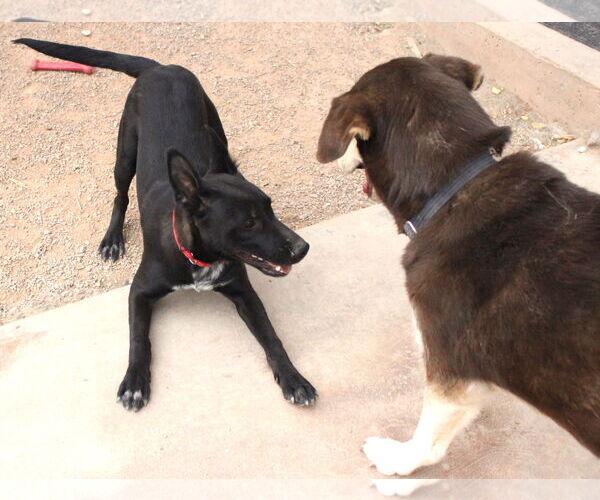 Medium Photo #6 Mutt Puppy For Sale in Cedar Crest, NM, USA