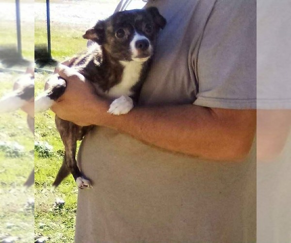 Medium Photo #1 Chihuahua-Unknown Mix Puppy For Sale in Aurora, IN, USA