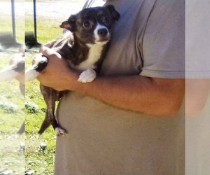 Chihuahua-Unknown Mix Dogs for adoption in Aurora, IN, USA