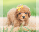 Small #5 Poodle (Toy)