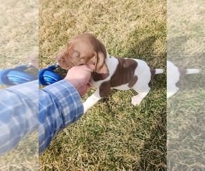 German Shorthaired Pointer Puppy for sale in PROSSER, WA, USA