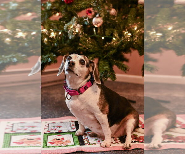 Medium Photo #10 Beagle Puppy For Sale in Gloversville, NY, USA