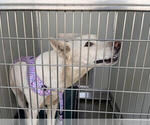 German Shepherd Dog Dogs for adoption in Corona, CA, USA