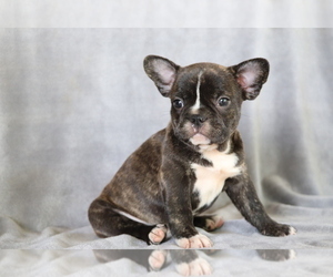 Medium French Bulldog