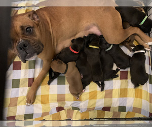 Boxer Puppy for sale in TOANO, VA, USA