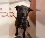Small #4 American Pit Bull Terrier Mix