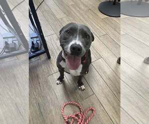 American Pit Bull Terrier-Unknown Mix Dogs for adoption in Rowlett, TX, USA