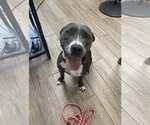 Small American Pit Bull Terrier Mix
