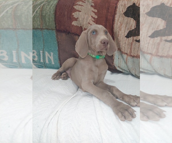 Medium Photo #2 Weimaraner Puppy For Sale in LEWISBURG, KY, USA