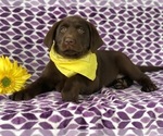 Small Photo #8 Labrador Retriever Puppy For Sale in EAST EARL, PA, USA