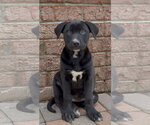 Small #2 Labrador Retriever Mix