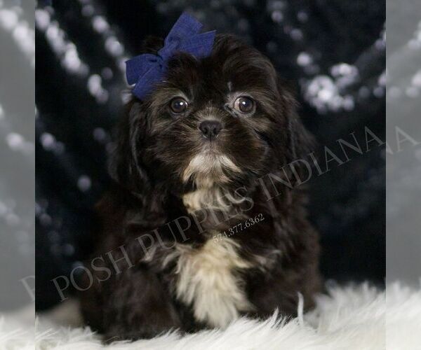 Medium Photo #1 Shih Tzu Puppy For Sale in WARSAW, IN, USA