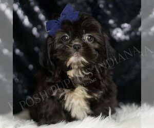 Medium Shih Tzu
