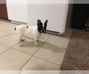 French Bulldog Puppy for sale in COLUMBIA, TN, USA