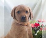 Small Photo #4 Labrador Retriever Puppy For Sale in GREEN PARK, PA, USA