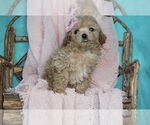 Small Photo #8 Maltipoo Puppy For Sale in WARSAW, IN, USA