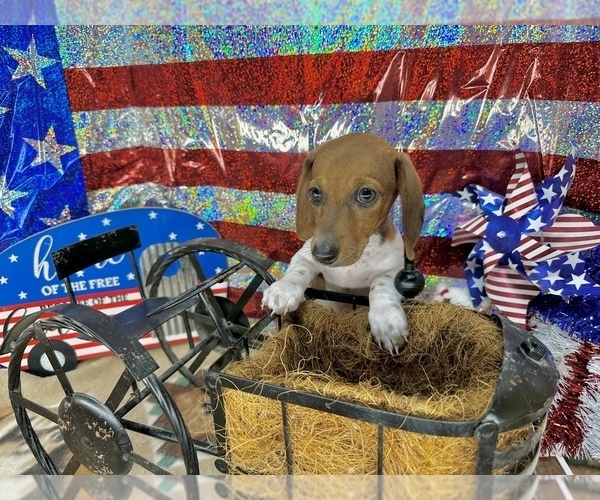 Medium Photo #1 Dachshund Puppy For Sale in CASSVILLE, MO, USA