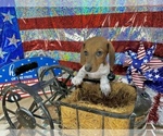 Small Photo #1 Dachshund Puppy For Sale in CASSVILLE, MO, USA