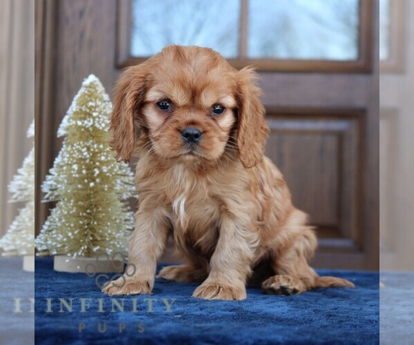 Medium Photo #3 Cavapoo (Miniature) Puppy For Sale in NARVON, PA, USA