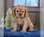 Small #2 Cavapoo (Miniature)